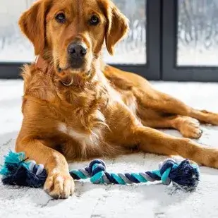 Dog on rug | Rocky Mountain Flooring