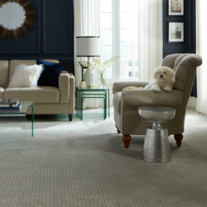 Puppy on couch | Rocky Mountain Flooring
